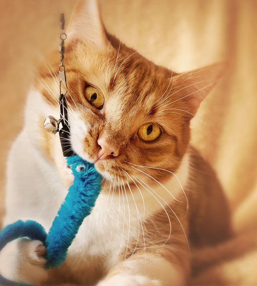 Pet Toys